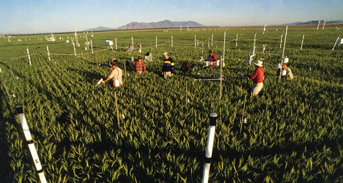 Arizona wheat field