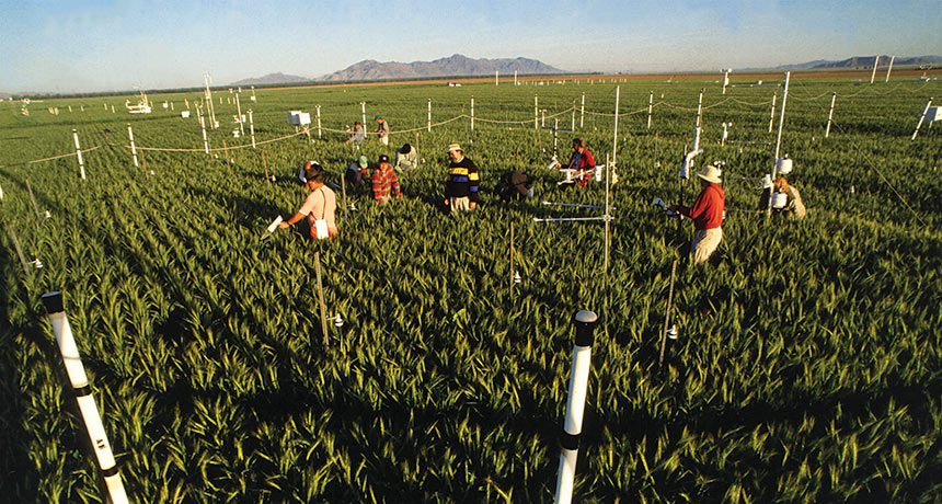 Arizona wheat field