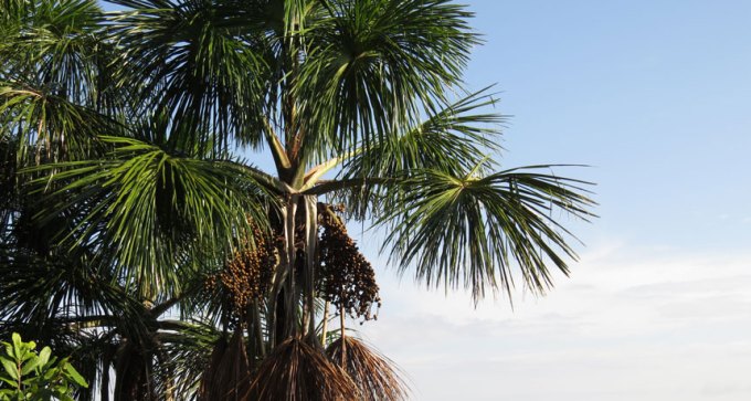 moriche palm tree