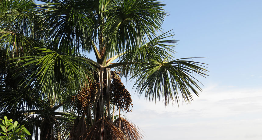 moriche palm tree