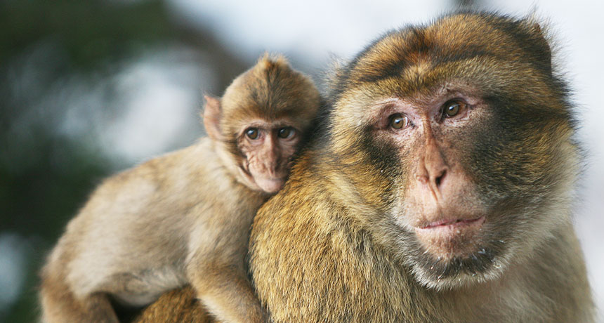 Barbary macaques