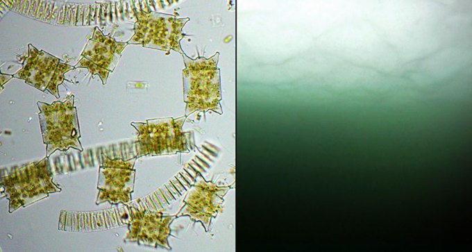 phytoplankton blooms and diatoms