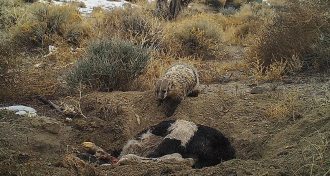 badger burying a calf