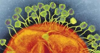 phages