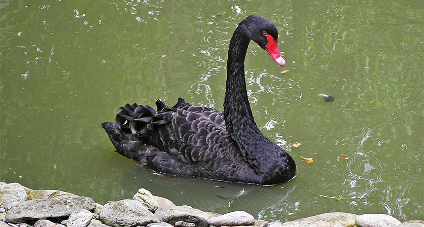 black swan