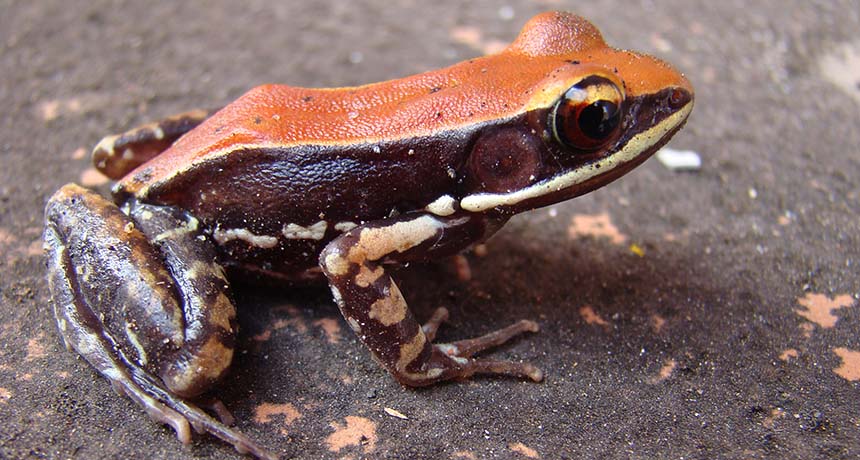 Hydrophylax bahuvistara