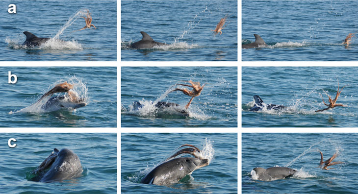 dolphin flings an octopus