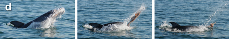 dolphin shaking an octopus