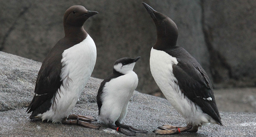 Common murres