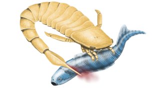 sea scorpion illustration