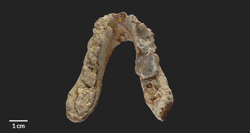 Graecopithecus jaw