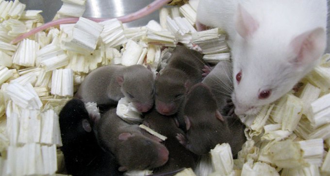 mouse pups