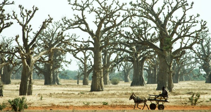 open baobab forest in Senegal