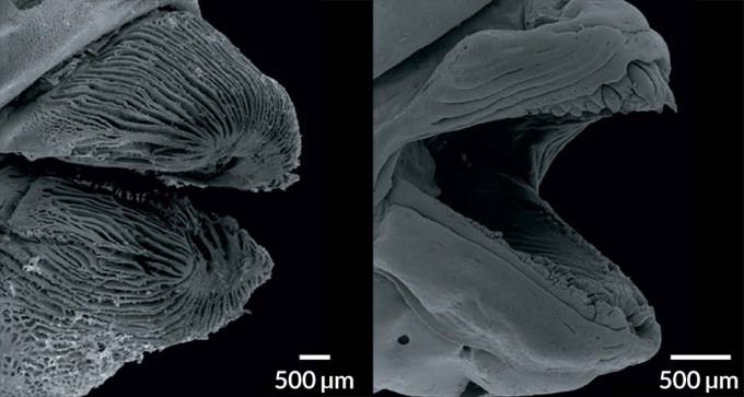 SEM images of fish lips