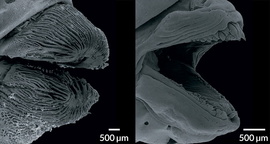 SEM images of fish lips
