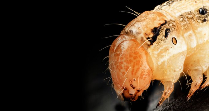 corn earworm
