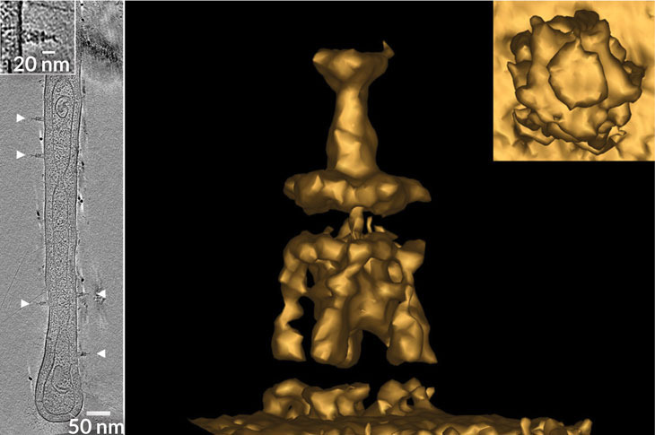 appendages on Prosthecobacter debontii