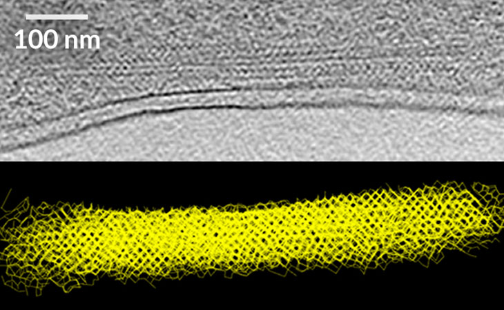 comma-shaped vesicle in a bacterium