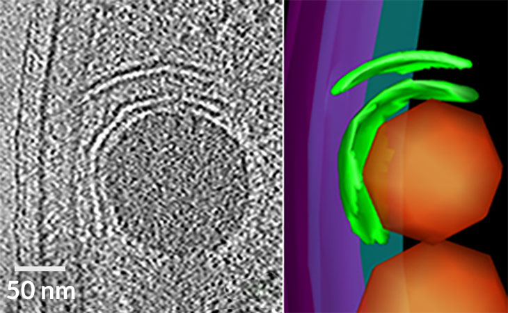 flattened vesicles in a bacterium