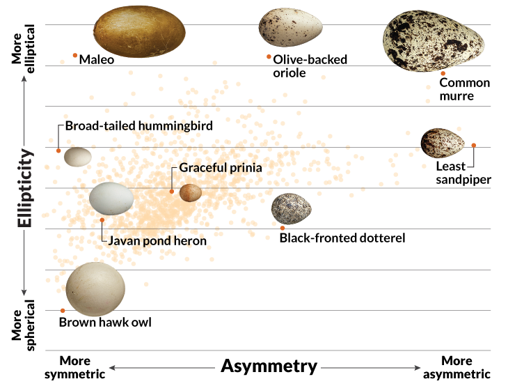 egg graph
