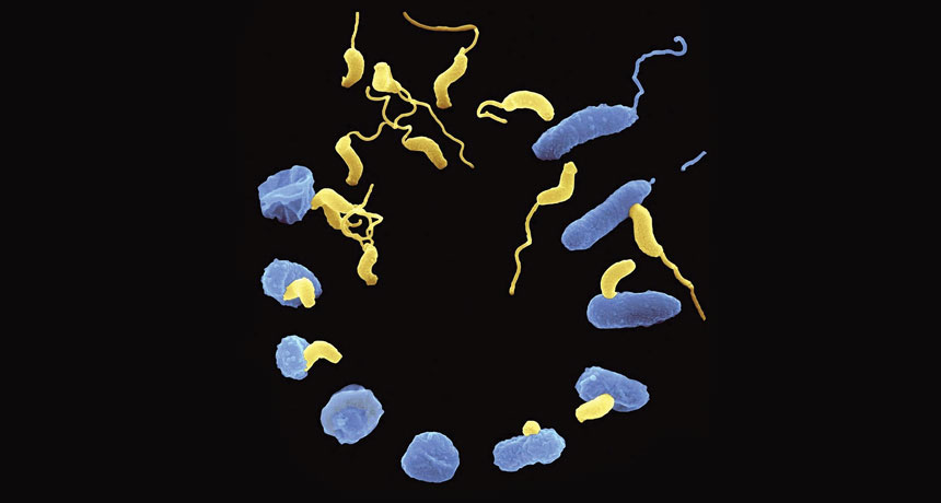 Bdellovibrio bacteria