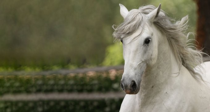 Lipizzan horse
