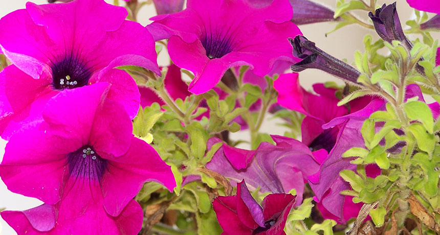 petunias