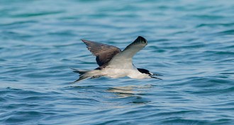 sooty tern flying over open water