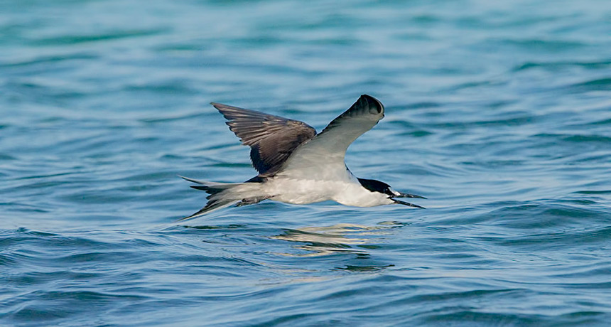 sooty tern flying over open water