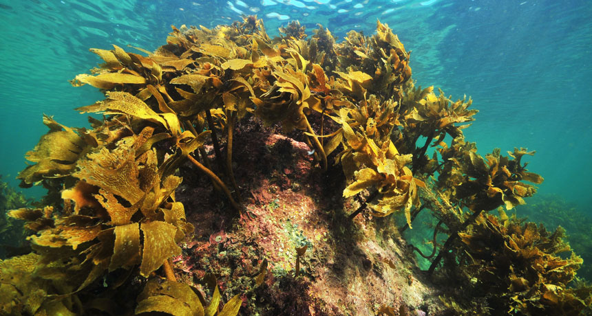 kelp bed