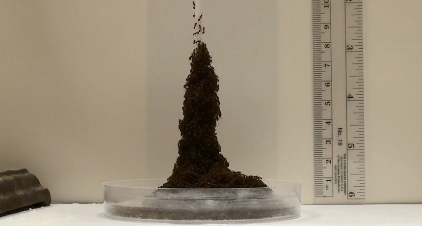 fire ants forming a tower in the lab