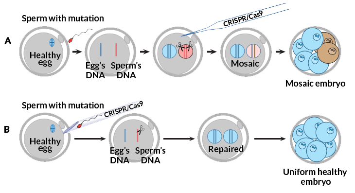 illustration of CRISPR editing process