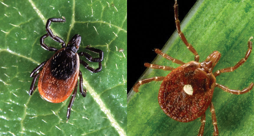 black-legged tick on the left, lone star tick on the right