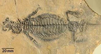 Eusaurosphargis dalsassoi