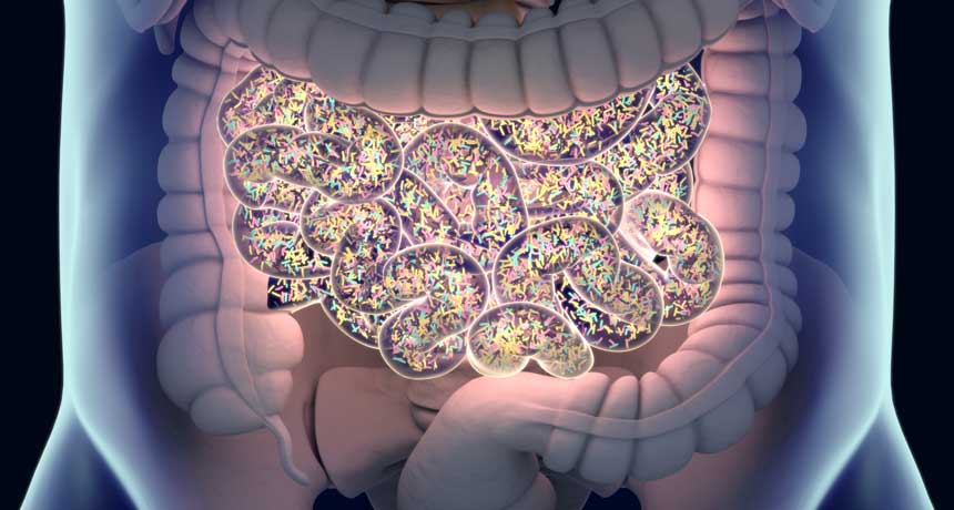 illustration of human gut