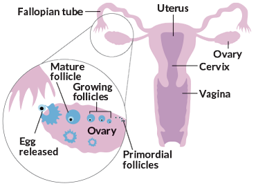 primordial follicles
