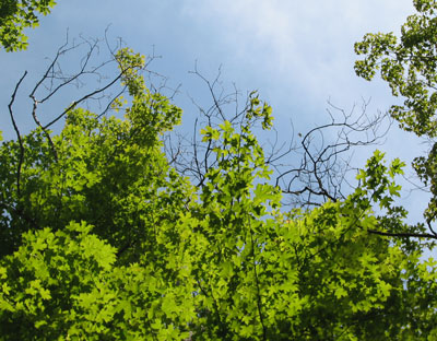 stressed sugar maple