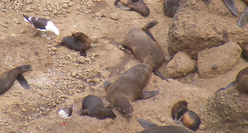 kelp gulls and fur seal pups