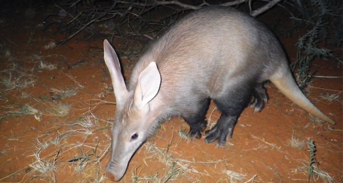 aardvark