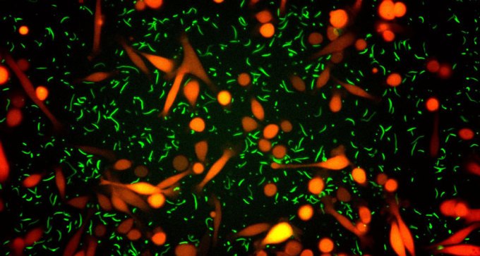 tumor cells with bacteria