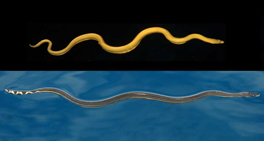yellow sea snake