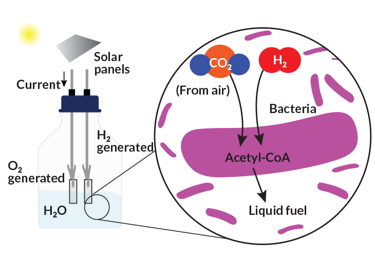 artificial leaf diagram