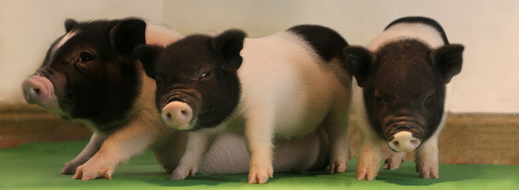piglets