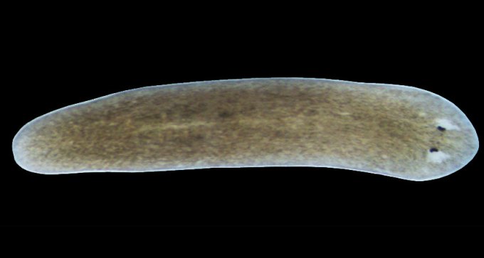 Schmidtea mediterranea