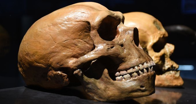 Neandertal skull and human skull
