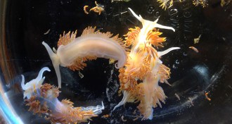 sea slugs