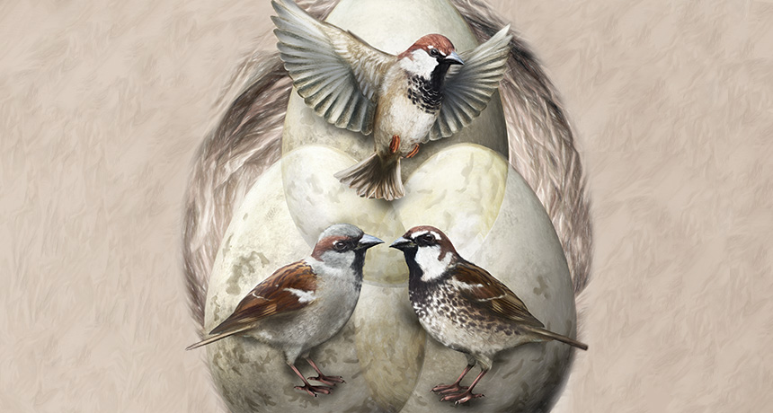 Italian sparrows