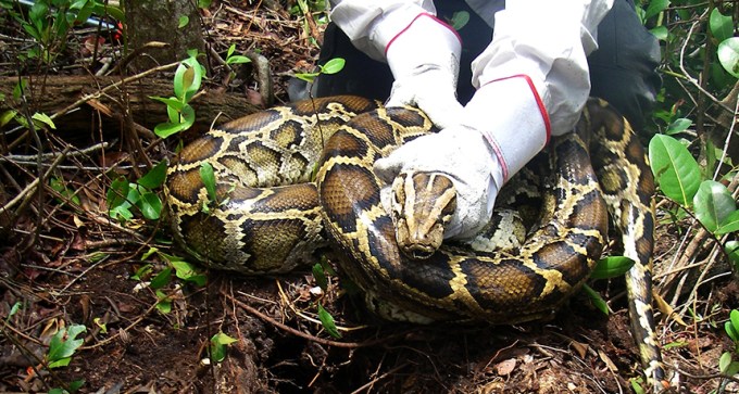 Burmese python