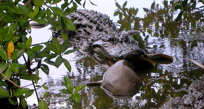 alligator eating a shark in 2003
