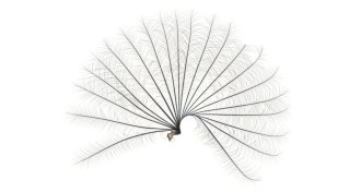 fan from water strider leg